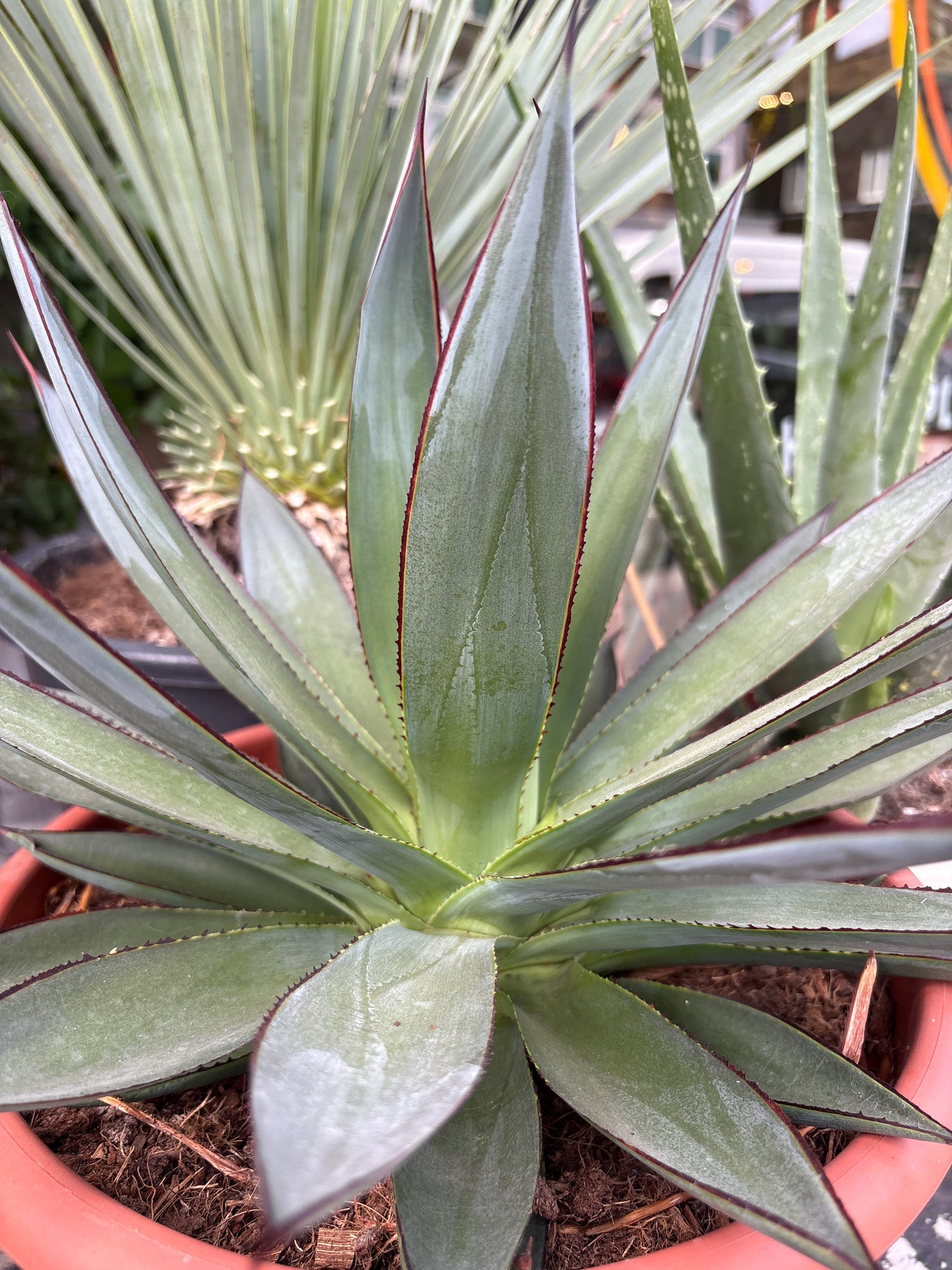 An Agave ‘Shaka Zulu’ plant in front of Urban Tropicana’s plant shop in Chiswick, London