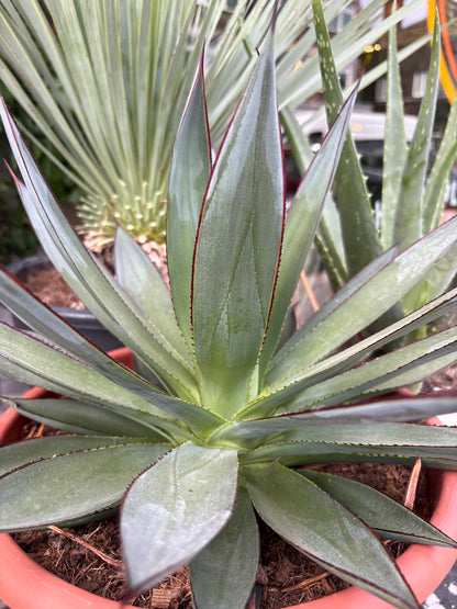 An Agave ‘Shaka Zulu’ plant in front of Urban Tropicana’s plant shop in Chiswick, London