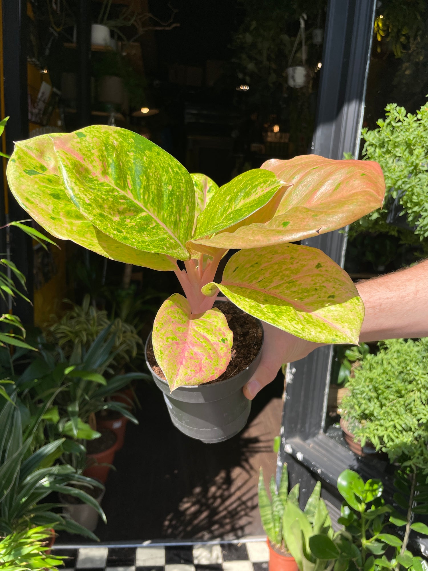 Aglaonema Apple Fantasy also known as a Chinese Evergreen plant in front of Urban Tropicana’s store in Chiswick, London