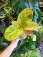 Aglaonema Apple Fantasy plant in front of Urban Tropicana’s Plant Shop in Chiswick London