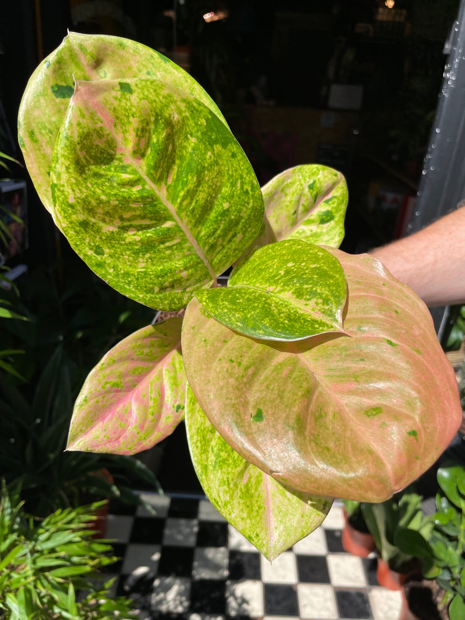 Aglaonema Apple Fantasy also known as a Chinese Evergreen plant in front of Urban Tropicana’s store in Chiswick, London