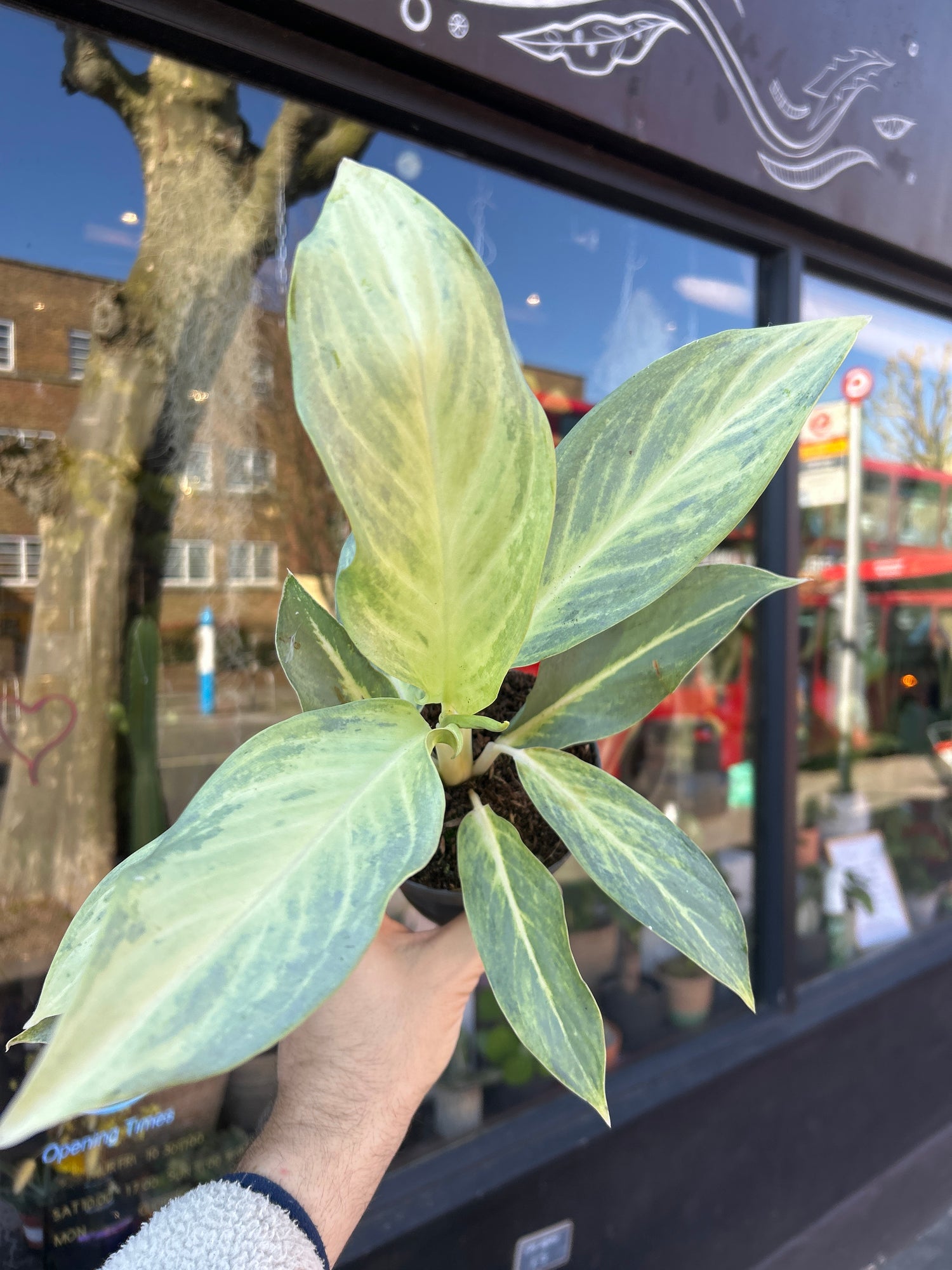 An Aglaonema Aqua Green  plant in front of Urban Tropicana&