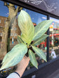 An Aglaonema Aqua Green  plant in front of Urban Tropicana&