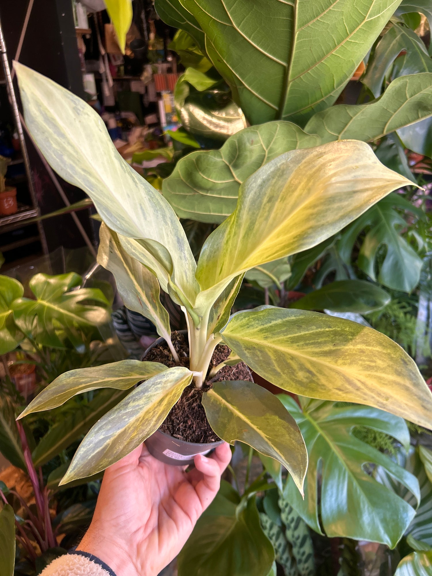 An Aglaonema Aqua Green plant in front of Urban Tropicana&