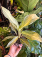 An Aglaonema Aqua Green plant in front of Urban Tropicana&