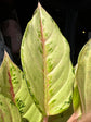 An Aglaonema Chartreuse Pretty plant in front of Urban Tropicana’s Plant Shop in Chiswick London