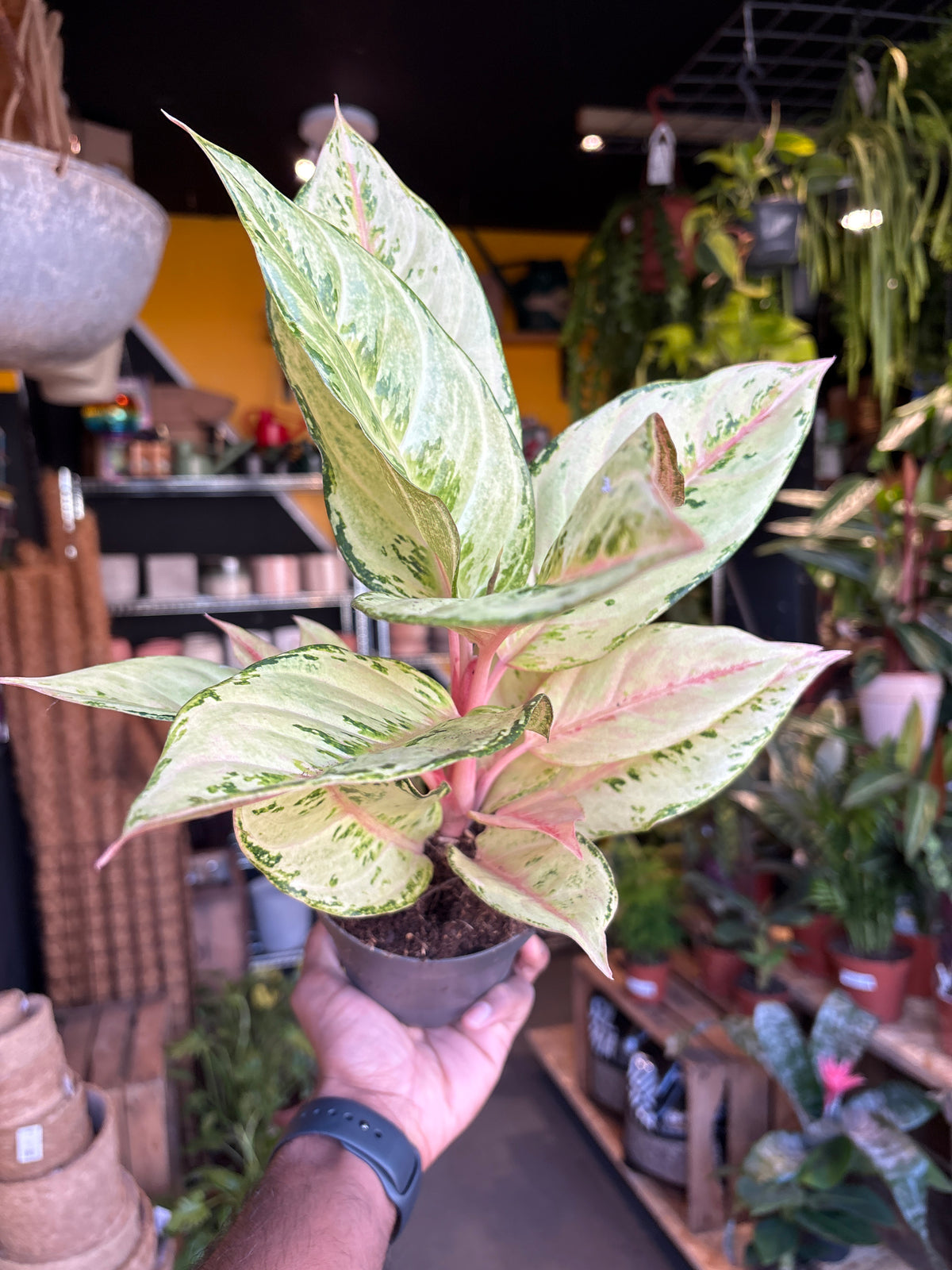 An Aglaonema Chartreuse Pretty plant in front of Urban Tropicana’s Plant Shop in Chiswick London