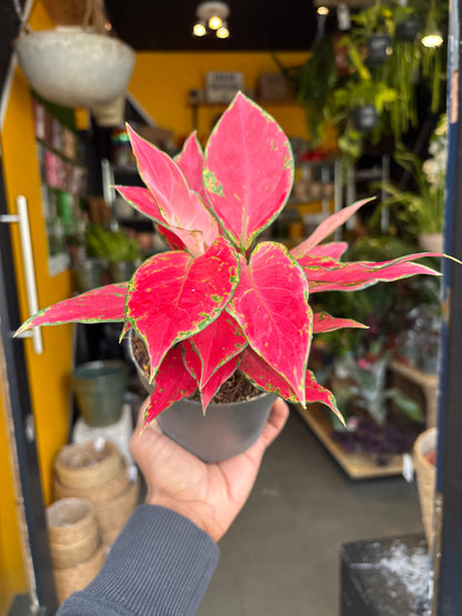 An Aglaonema Cherry Baby plant in front of Urban Tropicana’s Plant Shop in Chiswick London