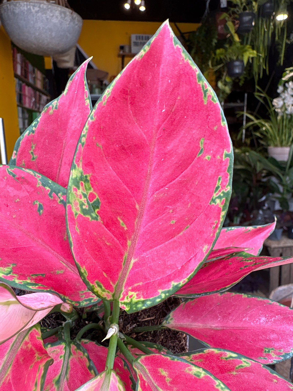 An Aglaonema Cherry Baby plant in front of Urban Tropicana’s Plant Shop in Chiswick London