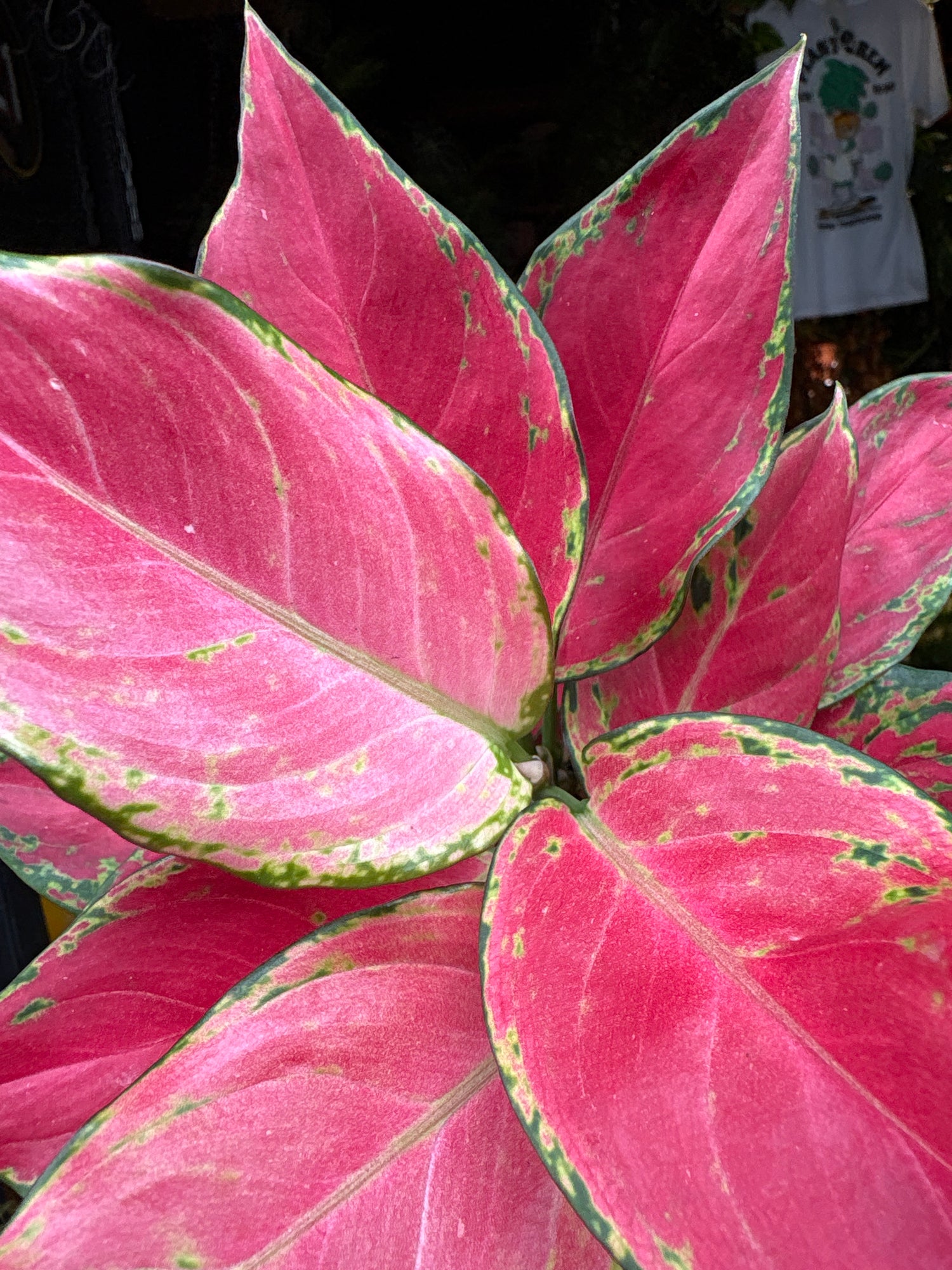 An Aglaonema Cherry Baby plant in front of Urban Tropicana’s Plant Shop in Chiswick London