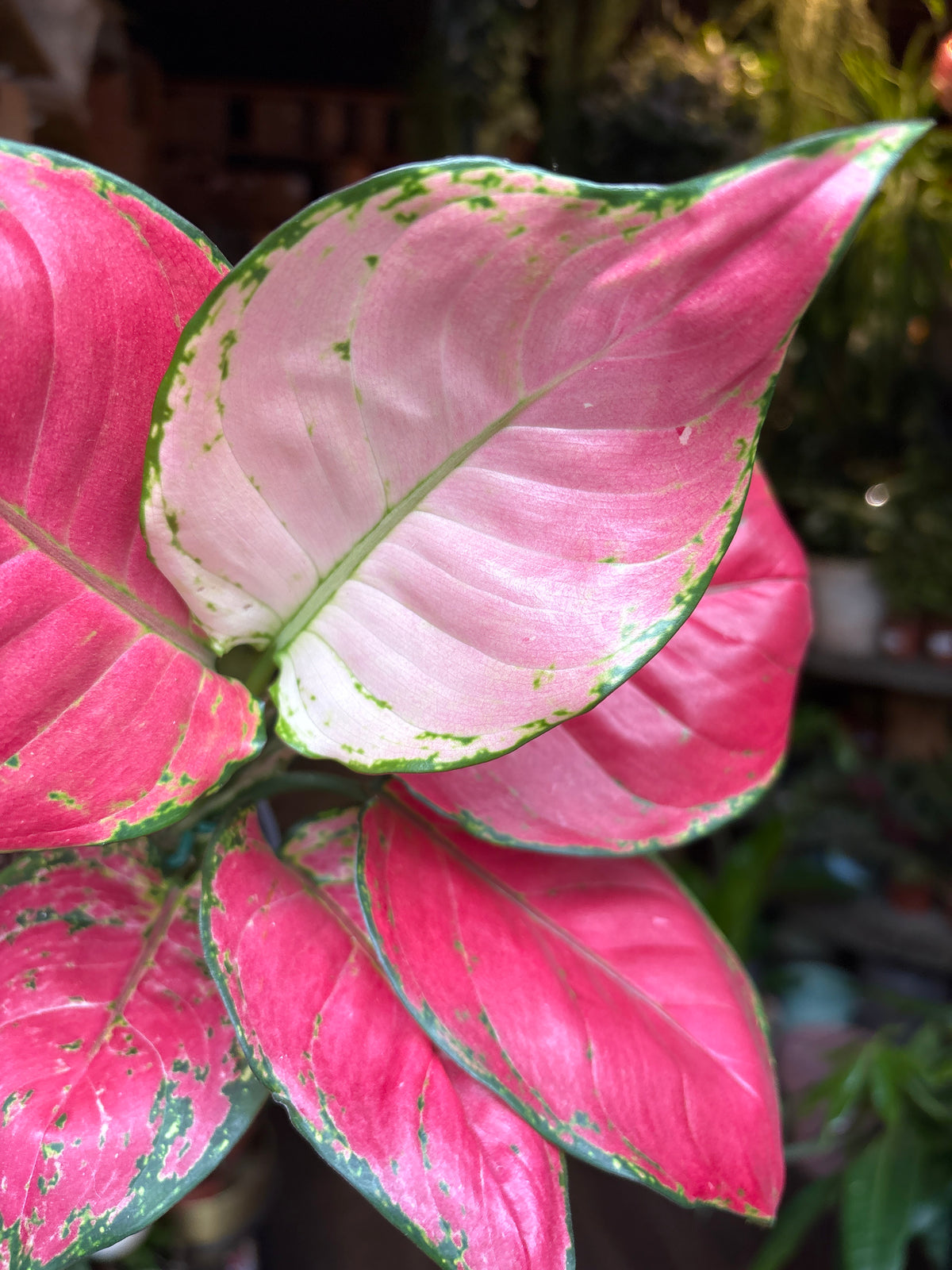 An Aglaonema China Red plant in front of Urban Tropicana’s Plant Shop in Chiswick London