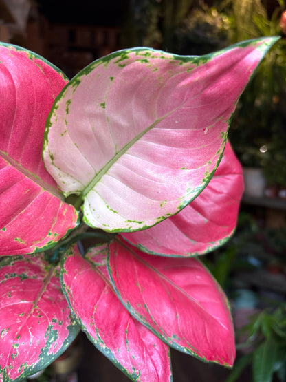 An Aglaonema China Red plant in front of Urban Tropicana’s Plant Shop in Chiswick London