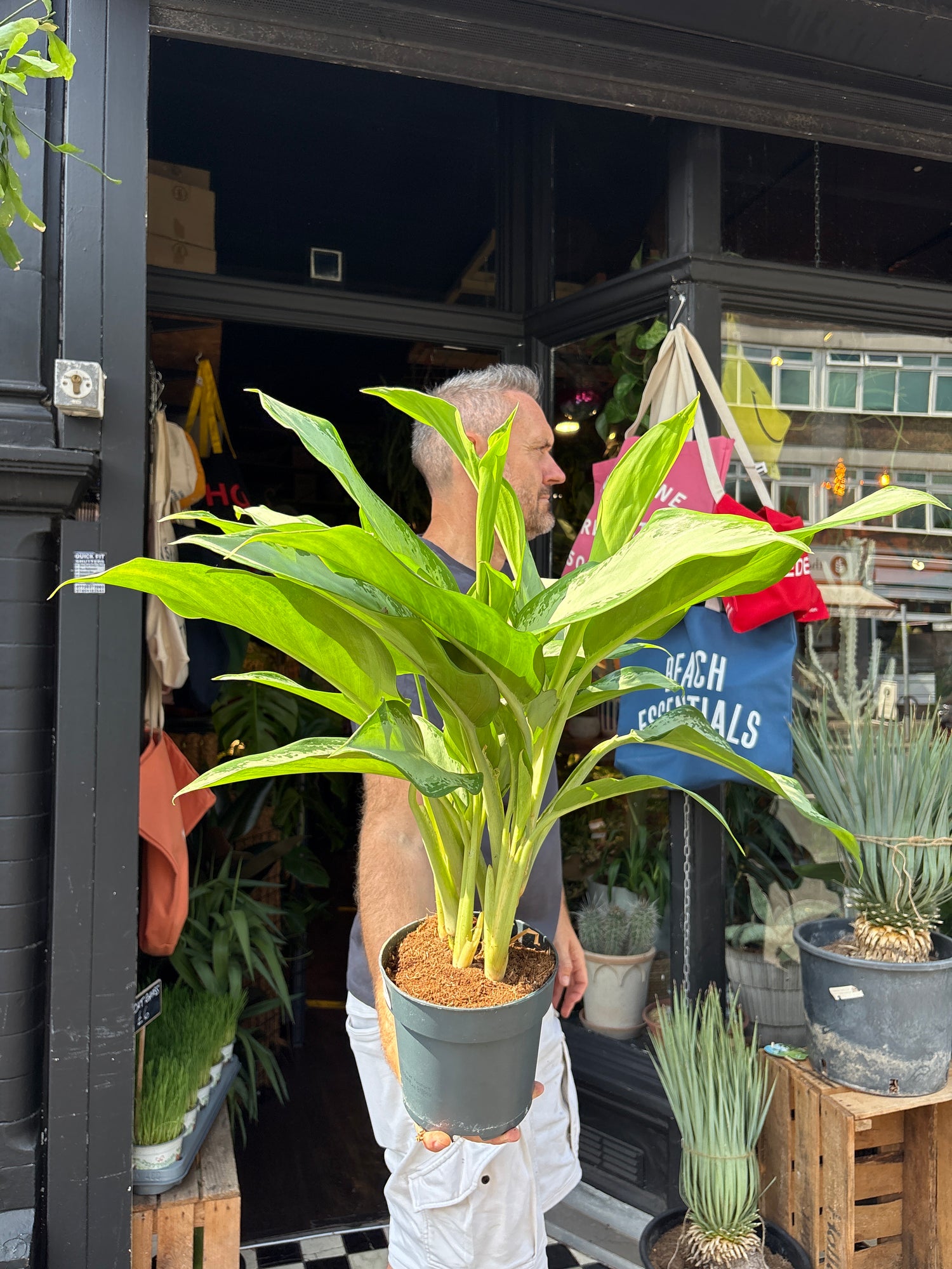 Aglaonema Cleopatra, or Chinese Evergreen Cleopatra, outside Urban Tropicana’s houseplant store in Chiswick, West London