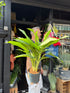 Aglaonema Cleopatra, or Chinese Evergreen Cleopatra, outside Urban Tropicana’s houseplant store in Chiswick, West London
