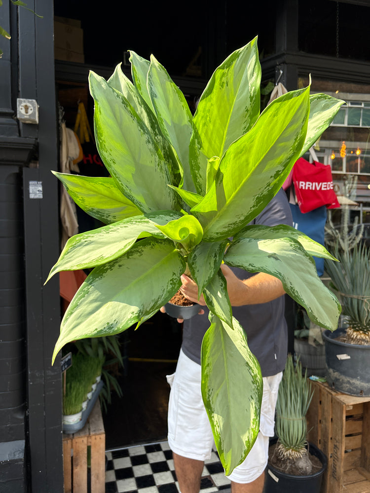 Aglaonema Cleopatra, or Chinese Evergreen Cleopatra, outside Urban Tropicana’s houseplant store in Chiswick, West London