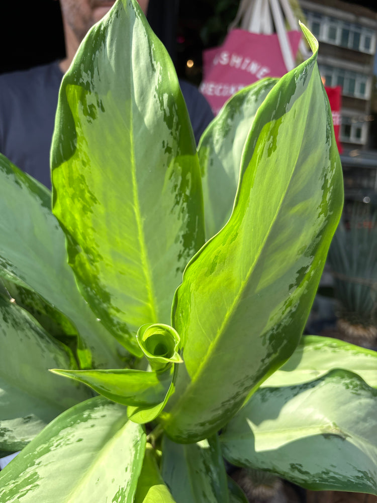 Aglaonema Cleopatra, or Chinese Evergreen Cleopatra, outside Urban Tropicana’s houseplant store in Chiswick, West London