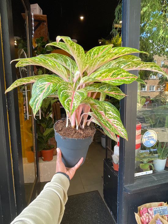 An Aglaonema Cocomelon plant in front of Urban Tropicana&