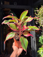 Aglaonema ‘Crete’ houseplant outside Urban Tropicana plant shop in Chiswick, London