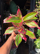 Aglaonema ‘Crete’ houseplant outside Urban Tropicana plant shop in Chiswick, London