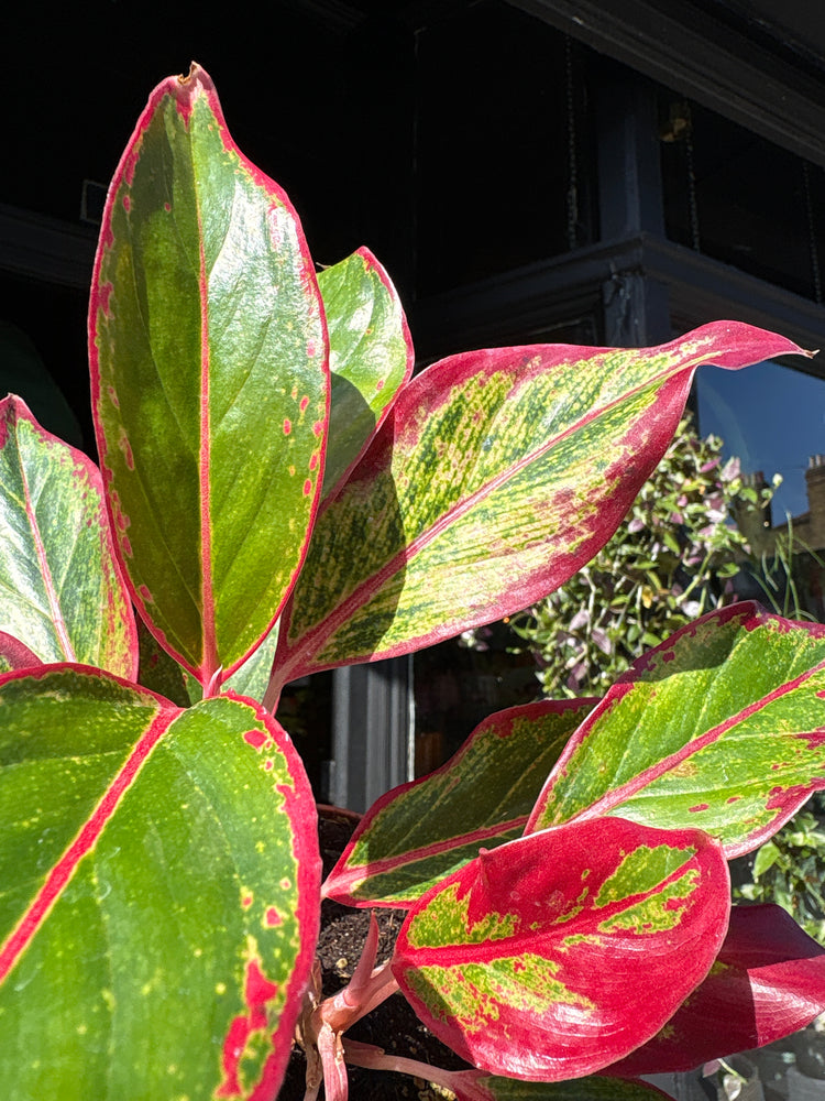 Aglaonema ‘Crete’ houseplant outside Urban Tropicana plant shop in Chiswick, London