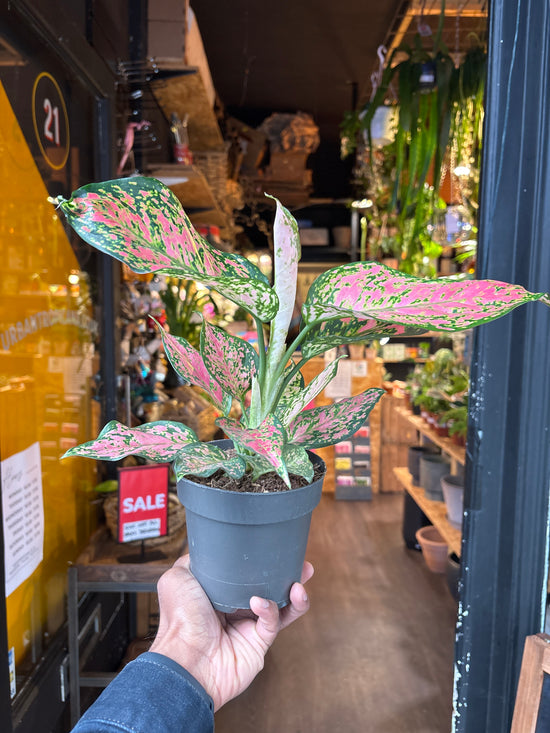 A Aglaonema Crimson Green also known as a Chinese Evergreen plant in front of Urban Tropicana’s plant shop in Chiswick London