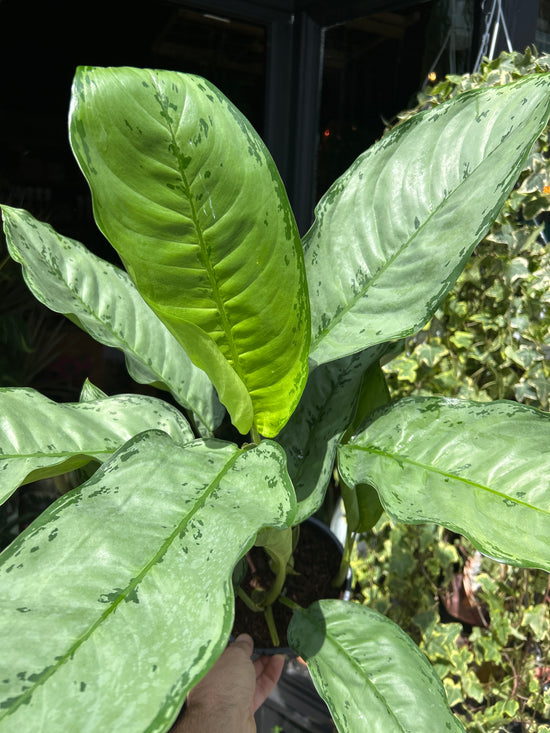 Aglaonema ‘Freedman’ in front of Urban Tropicana’s Plant Shop in Chiswick London