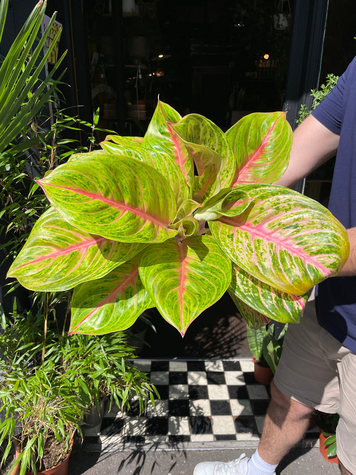A Aglaonema Grand Blossom plant also known as a Chinese Evergreen in front of Urban Tropicana&