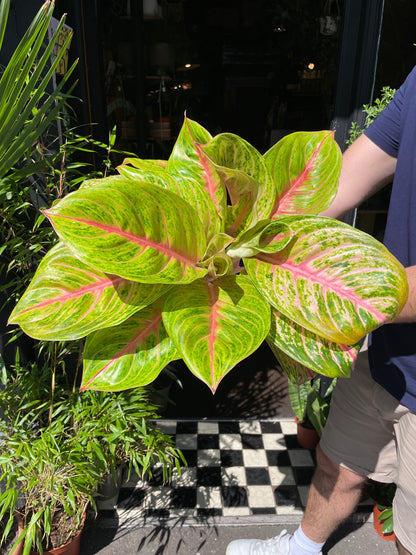 A Aglaonema Grand Blossom plant also known as a Chinese Evergreen in front of Urban Tropicana&