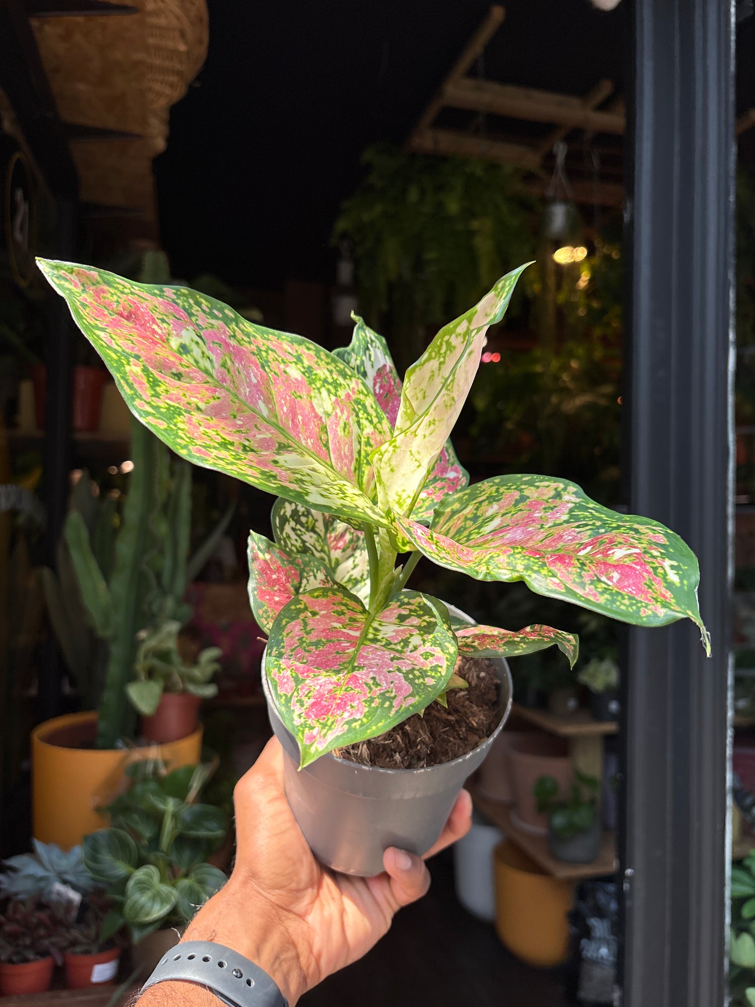 An Aglaonema Jazzy Red plant in front of Urban Tropicana’s Plant Shop in Chiswick London