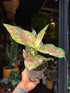 An Aglaonema Jazzy Red plant in front of Urban Tropicana’s Plant Shop in Chiswick London