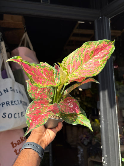 An Aglaonema Jazzy Red plant in front of Urban Tropicana’s Plant Shop in Chiswick London