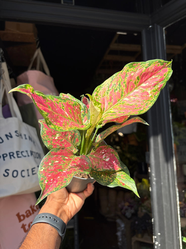 An Aglaonema Jazzy Red plant in front of Urban Tropicana’s Plant Shop in Chiswick London