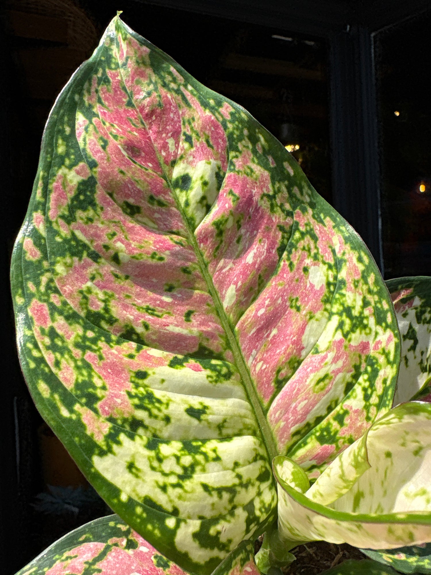 An Aglaonema Jazzy Red plant in front of Urban Tropicana’s Plant Shop in Chiswick London