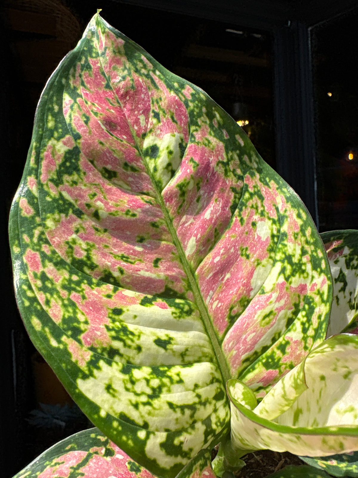 An Aglaonema Jazzy Red plant in front of Urban Tropicana’s Plant Shop in Chiswick London