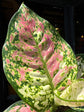 An Aglaonema Jazzy Red plant in front of Urban Tropicana’s Plant Shop in Chiswick London