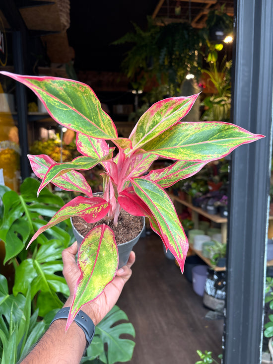 An Aglaonema Jungle Lava also known as a Chinese Evergreen plant in front of Urban Tropicana’s plant shop in Chiswick, London