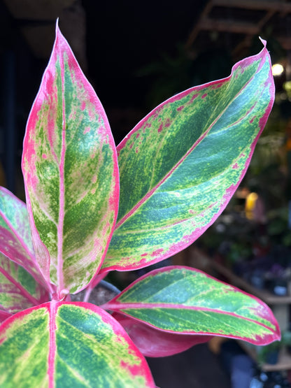 An Aglaonema Jungle Lava also known as a Chinese Evergreen plant in front of Urban Tropicana’s plant shop in Chiswick, London