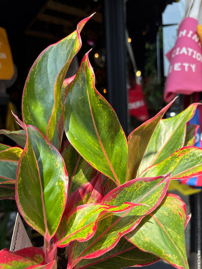 An Aglaonema Jungle Red plant in front of Urban Tropicana’s Plant Shop in Chiswick London