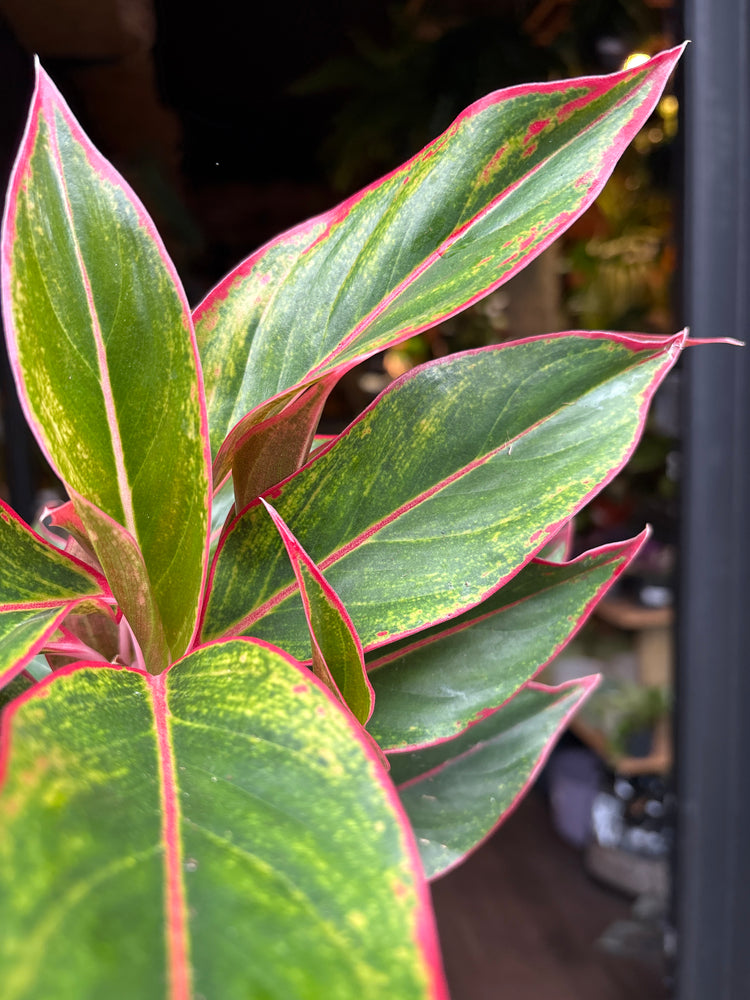 An Aglaonema Jungle Red plant in front of Urban Tropicana’s Plant Shop in Chiswick London