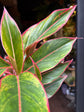 An Aglaonema Jungle Red plant in front of Urban Tropicana’s Plant Shop in Chiswick London
