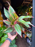 An Aglaonema Jungle Red plant in front of Urban Tropicana’s Plant Shop in Chiswick London