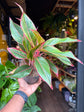 An Aglaonema Jungle Red plant in front of Urban Tropicana’s Plant Shop in Chiswick London