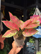 An Aglaonema Lady Valentine plant outside Urban Tropicana’s houseplant store in Chiswick, West London