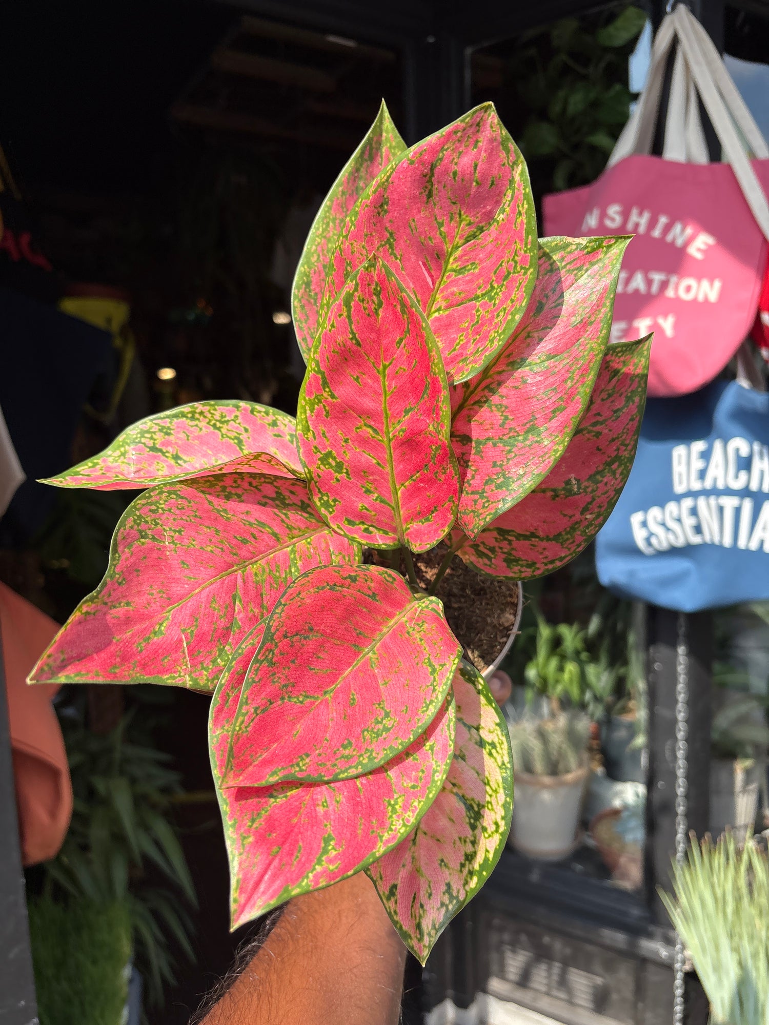 An Aglaonema Lady Valentine plant outside Urban Tropicana’s houseplant store in Chiswick, West London