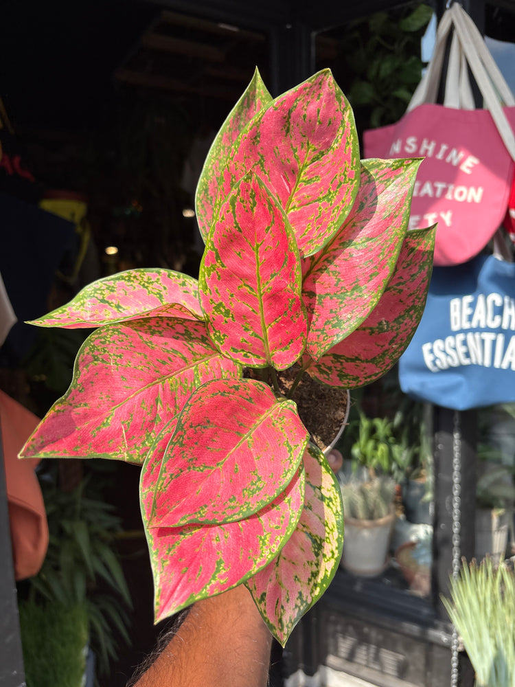 An Aglaonema Lady Valentine plant outside Urban Tropicana’s houseplant store in Chiswick, West London