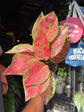 An Aglaonema Lady Valentine plant outside Urban Tropicana’s houseplant store in Chiswick, West London
