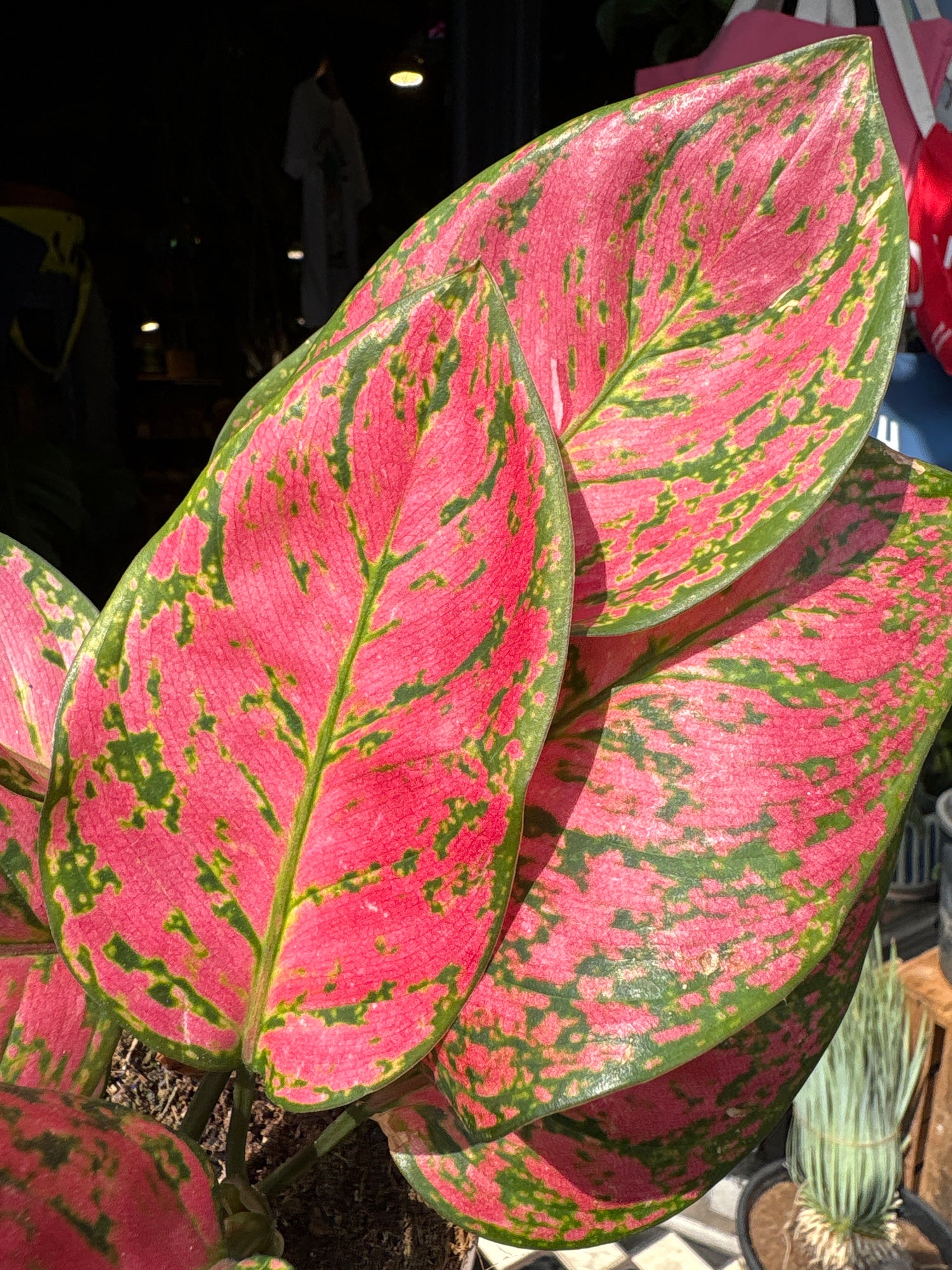 An Aglaonema Lady Valentine plant outside Urban Tropicana’s houseplant store in Chiswick, West London