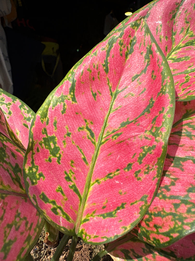 An Aglaonema Lady Valentine plant outside Urban Tropicana’s houseplant store in Chiswick, West London