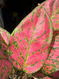 An Aglaonema Lady Valentine plant outside Urban Tropicana’s houseplant store in Chiswick, West London