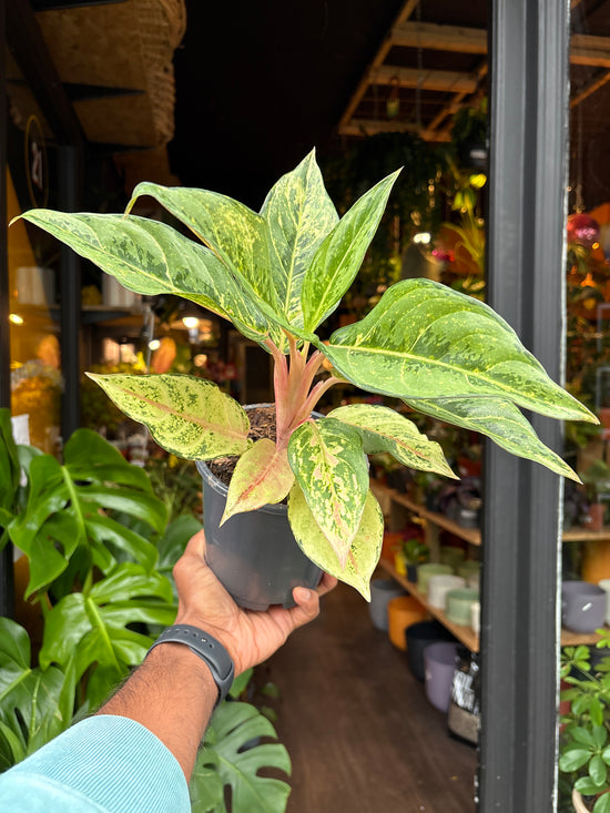 Aglaonema Lucky plant also known as a Chinese Evergreen plant in front of Urban Tropicana’s plant shop in Chiswick, London
